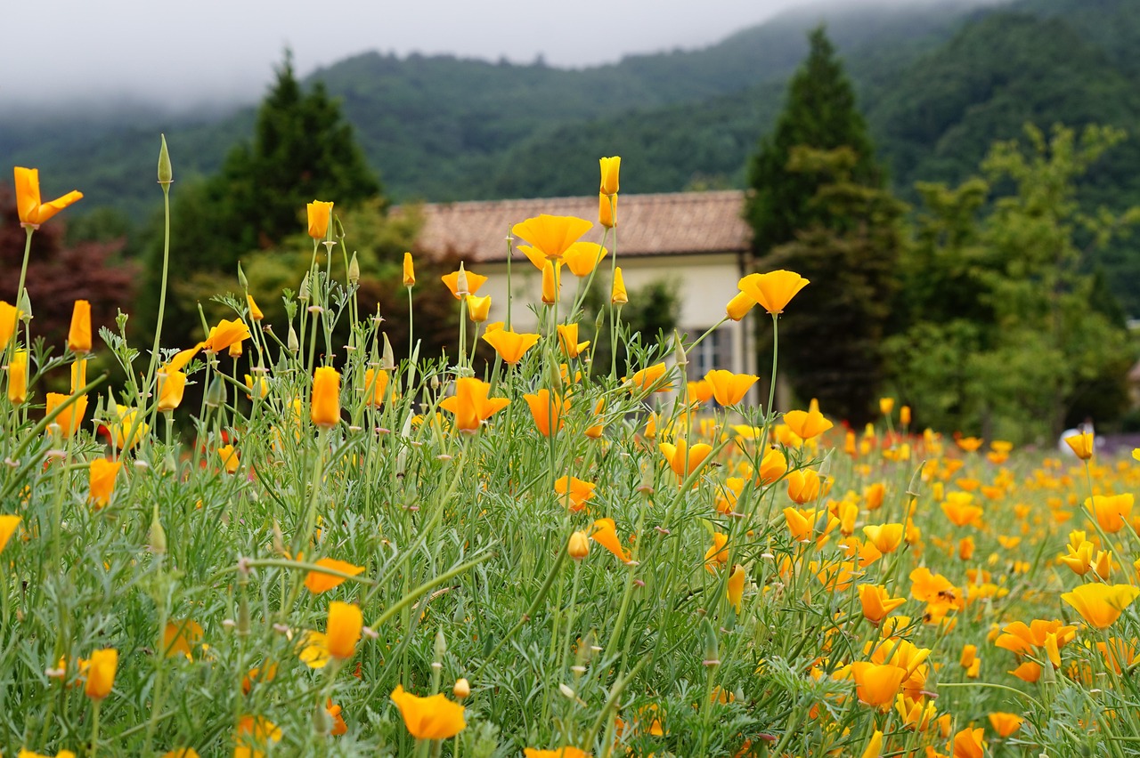 烟草危害大多在哪些成分？
